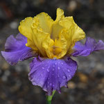 'Lynsy Alexandra' - Innerst, 2003