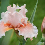 'Tropical Passion' - Thomas Johnson, 2005