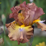 Registered tall bearded iris