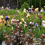 Bartiris Sämlingsbeet 2025 - Bearded Iris seedling bed 2025