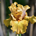 Registered tall bearded iris