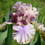 Registered tall bearded iris