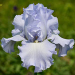 'Scandia Delight' - Schreiner, 1989