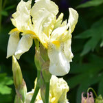 ‘Flavescens’ - De Candolle, 1813 