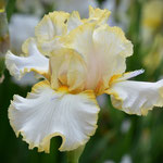 17-19-05 (Burmese Dawn X Capricoius Candles)