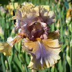 Registered tall bearded iris