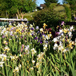Bartiris Sämlingsbeet - Bearded Iris seedling bed