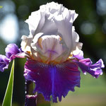 Registered tall bearded iris