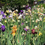 Bartiris Sämlingsbeet 2022 - Bearded Iris seedling bed 2022