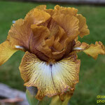 'Wild Nutmeg' - Barry Blyth, 2012 (IB)