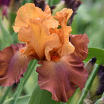 'Lovely Senorita' - Schreiner, 2002