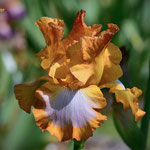 'Ginger Swirl' - Schreiner, 1985