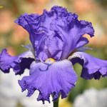 Registered tall bearded iris