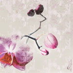 „Orchidee", Digitalkunst, Unikat, Druck auf Canvas, 50x50 cm