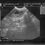 Erstes Ultraschall Bild von den M-Welpen