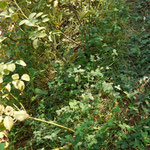 バラの根元にはシロツメ草・・・八ヶ岳の庭にもこのシロツメ草の種を蒔きました。