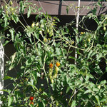 ベランダの下に這わせた網にトマトが絡んでよく実ります。