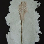 Contemporary Fossil -  16"x 12" Ostrich Fern casting with natural coloration