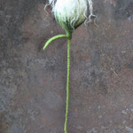 Blume Nr. | Flower No. 55 |   24 €   | ca. 35 cm