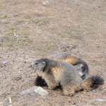 Marmotte giocherellone (Valsavarenche PNGP)
