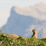 Marmotta (Monti alti di Ornella)