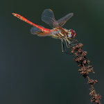 Sympetrum fonscolombei (Muzzetta)