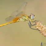 Sympetrum tono su tono (Montevecchia)