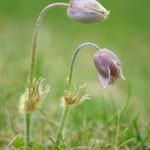 Pulsatilla (Val d'Ayas)