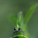 Calopteryx virgo femmina (Adda a Brivio)