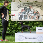 English Toy Terrier Rüde "X-pected Diamond Black Heartbreaker"