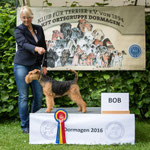 Welsh- Terrier Hündin "Pamir's Acapella"