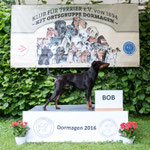 Manchester Terrier Rüde "Ferankez One and Only Benji"