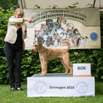 Irish Terrier Rüde "Pure Irish Baker"