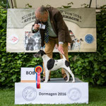 Glatthaar-Foxterrier Hündin "Gina-Lisa vom Silvertbach"