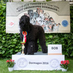 Russicher Schwarzer Terrier Hündin "Arkadija-Assya Chornaya-Ten"