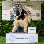 ISCW Rüde "Wheaten Rebel's Like an Irish Lord"