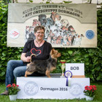 Australian Terrier Hündin "Lesnoy's Miss Miriel"