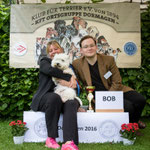 WHW Terrier Hündin "Bettyhill's Godsend Zoe" BIS