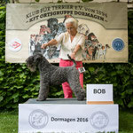 Kerry Blue Terrier Hündin "Katebel's Funny Face"