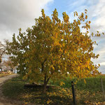 Der Maulbeerbaum im Herbst