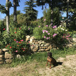 Kuchlgarten im Sommer