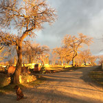 Morgenstimmung im Marillengarten