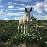 Juli 2018: Leon auf der Koppel - endlich Sommer!