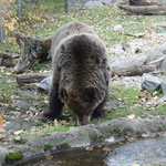 A BEAR IN THE ZOO