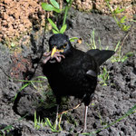 Amsel mit Regenwürmerp