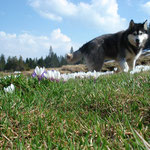 Auf Blumen gebettet ;-)