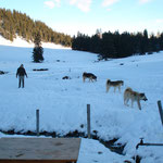 Fede mit einer Gruppe Hunde beim freilaufen.