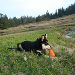 Finn hat den Kong gefunden.