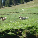 ...werden die Wiesen anderweitig genutzt!