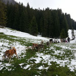 Schnee im Mai, die Hunde haben nicht's dagegen!